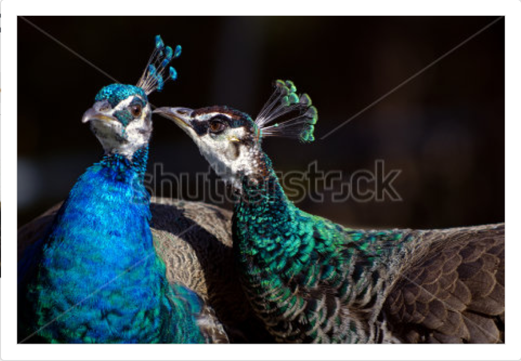 Peahen whispering to peacock