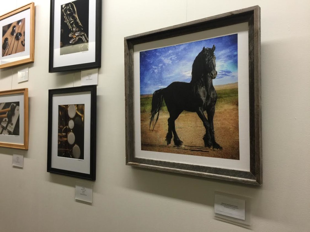 Spur the friesian stallion