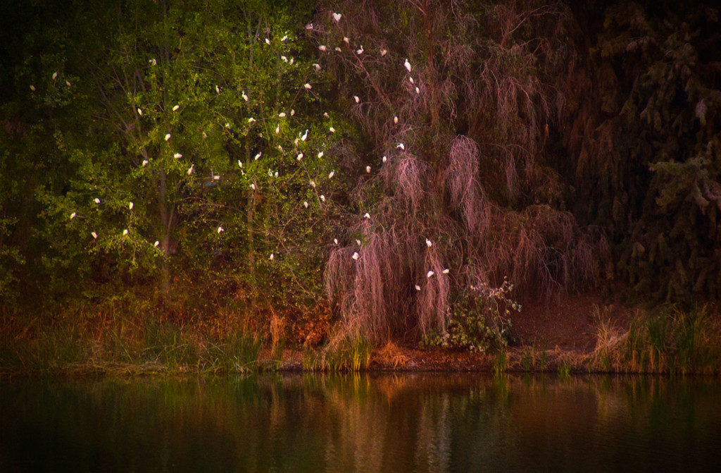 Egrets in the tree