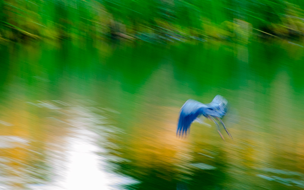 Blue Heron taking flight