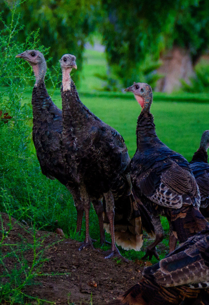 Turkey's taking notice