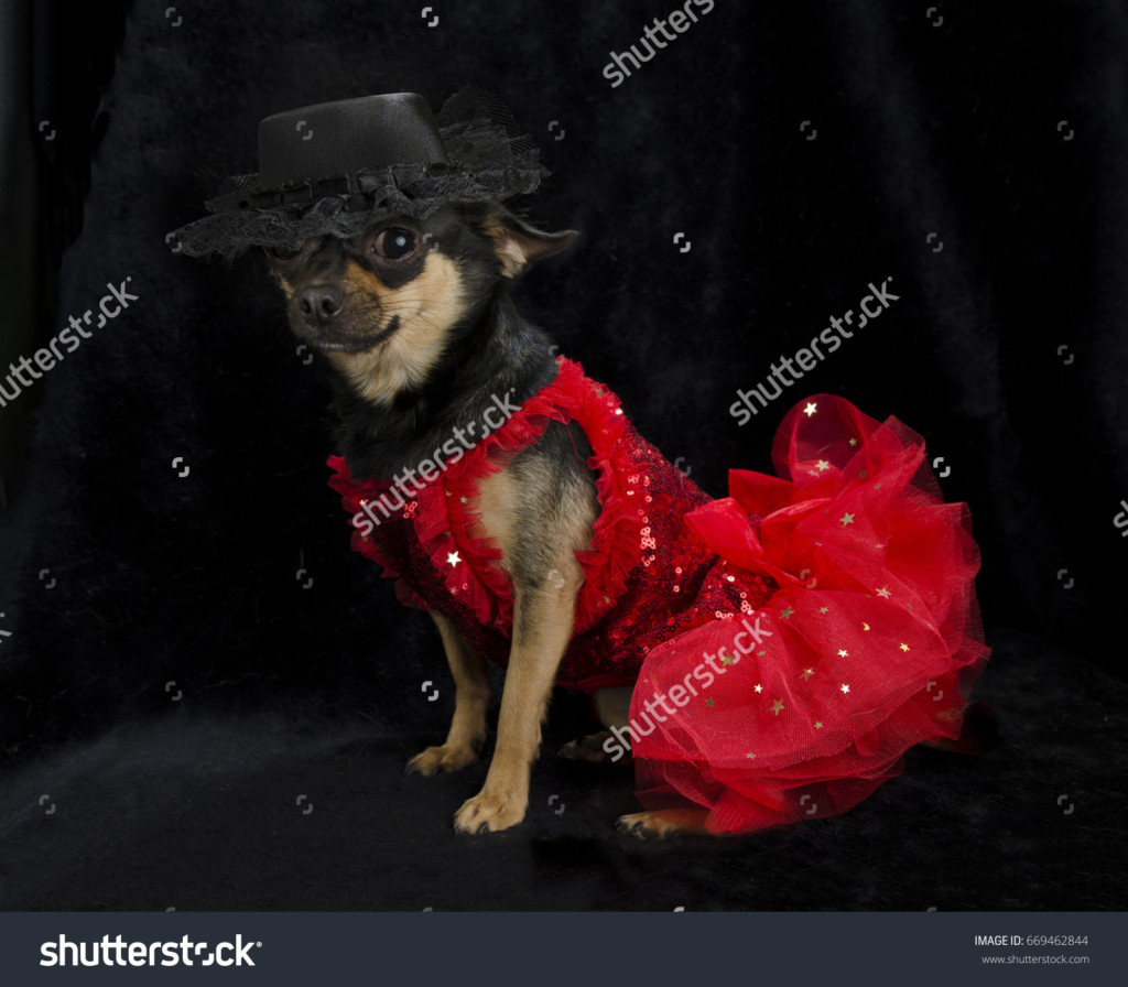 Lady Chihuahua in a red dress