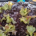 red lettuce close up