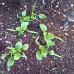 spinach sprouts