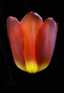My terrific tulip