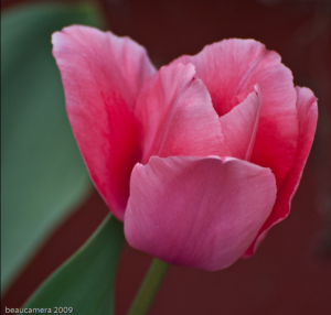 Tulip