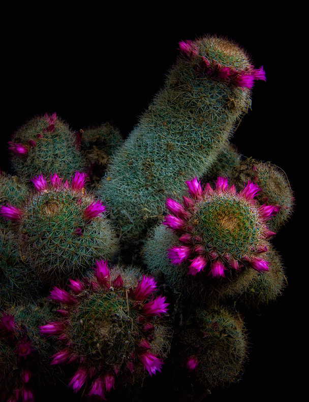 Cactus in bloom