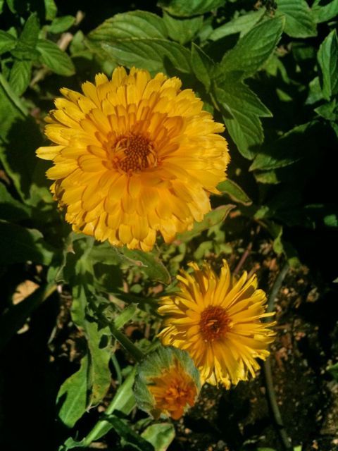 Calendula