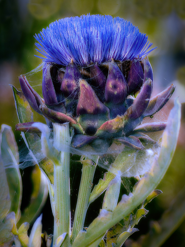 Never know what spooky things you'll find in the garden!