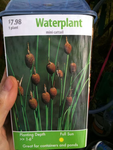 Water plant