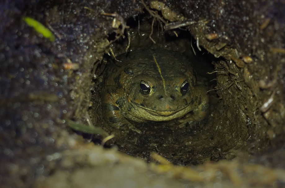western toad