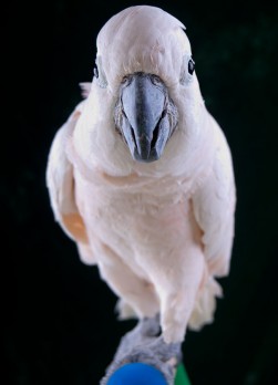 ELC_0098-close