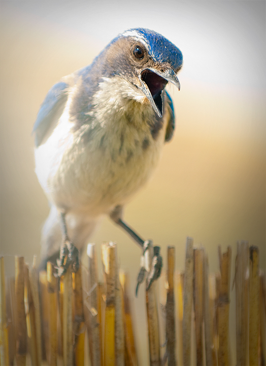 My noisy Scrub Jay