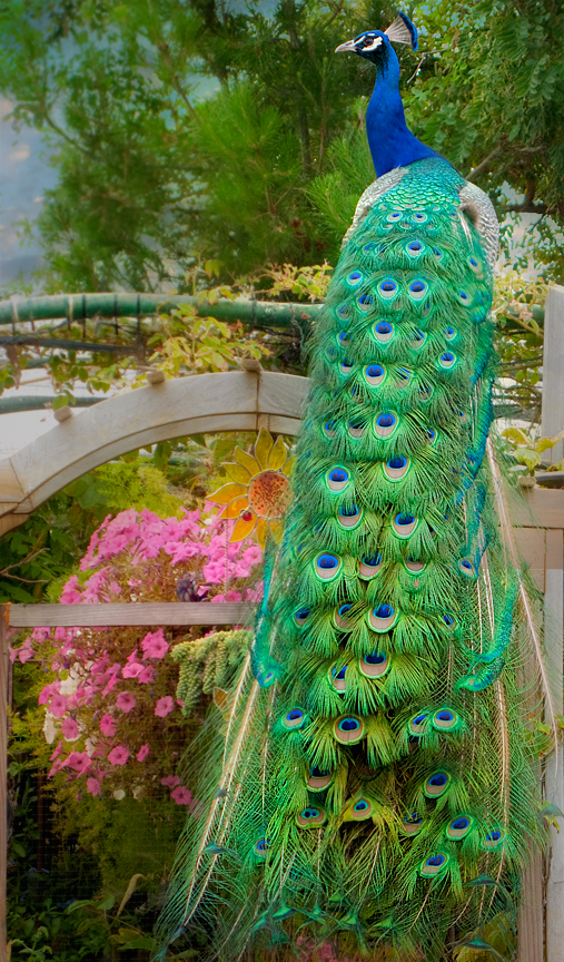 Peacock in my garden