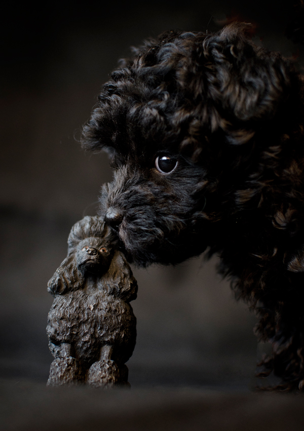 Poodle in black