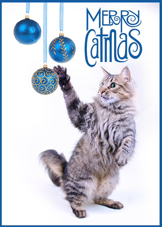 My catmas christmas card to you