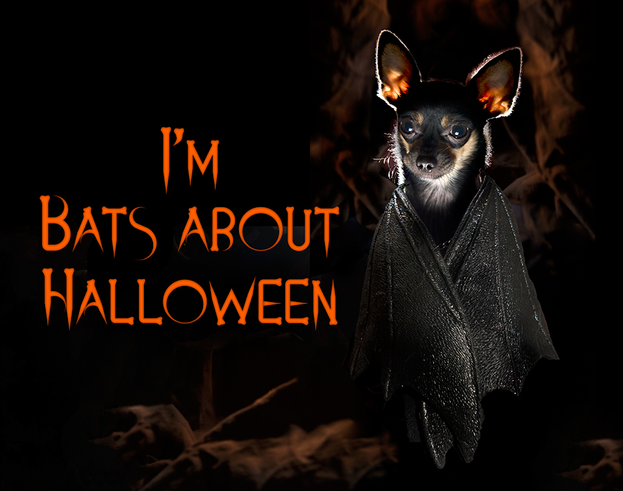 Simply batty this Halloween