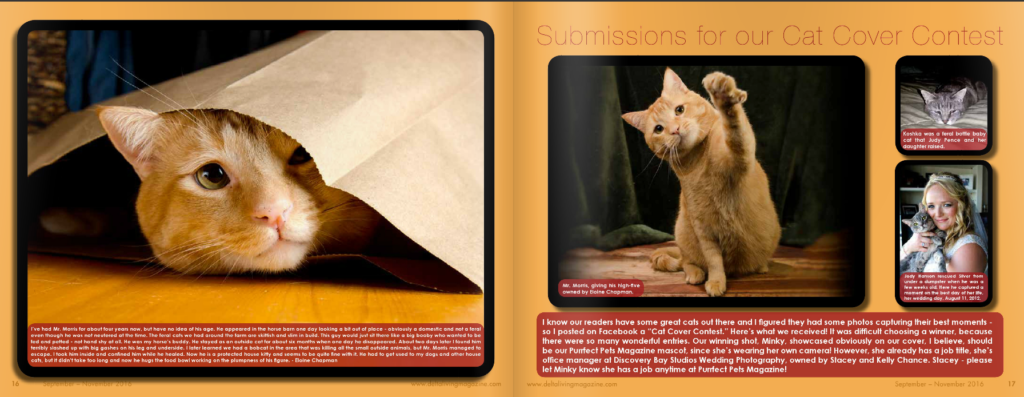 My fat cat has his own spread in PurrFect Pets Magazine