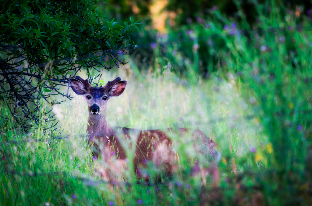 Peaceful deer in the grass