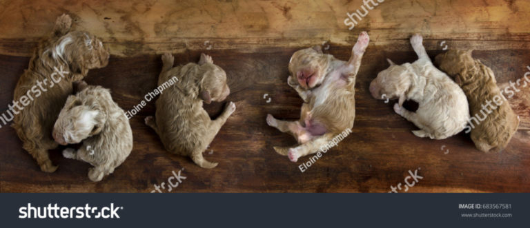 Panorama of puppies