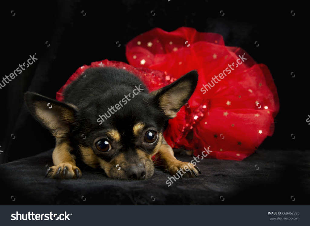 Some new pet stock images