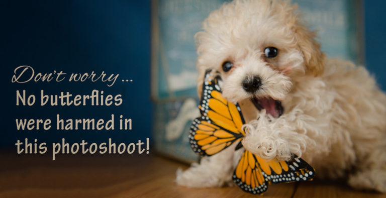 puppy playing with fake butterfly