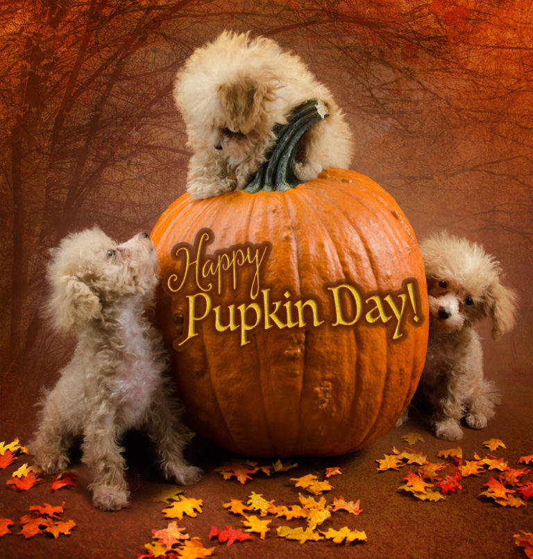 poodle puppies on a pumpkin