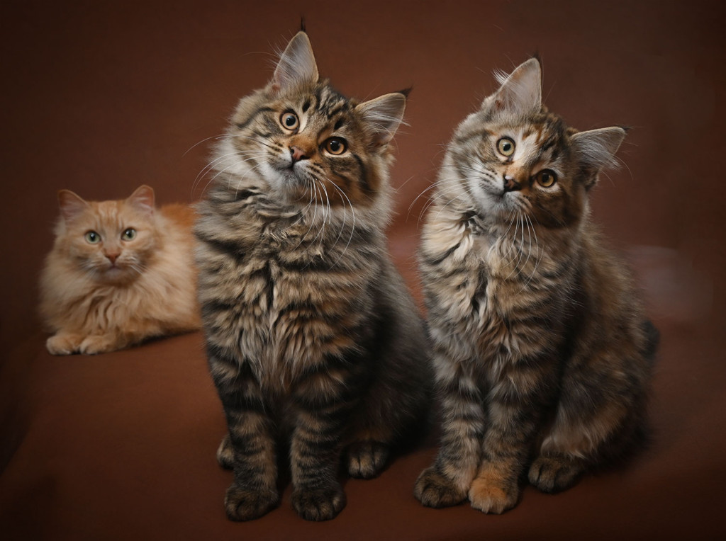 Furstist is always first