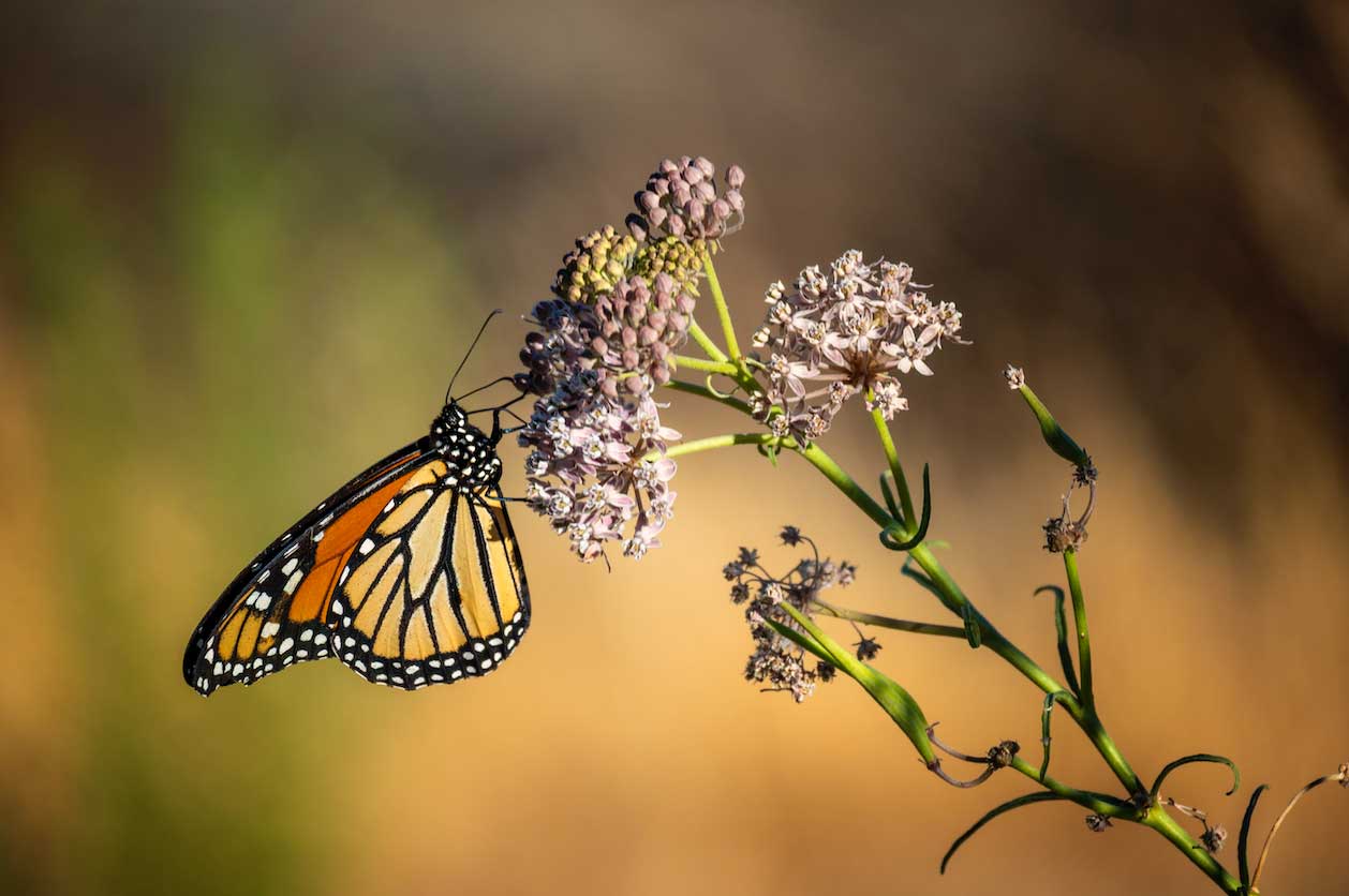 Joining the Monarch Movement!